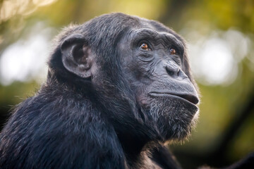 Chimpanzee (Pan troglodytes) male close up portrait