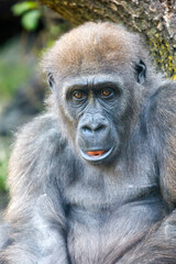 Close up portrait of a young female Western Lowland Gorilla