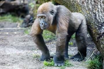 Close up portrait of a young female Western Lowland Gorilla © Edwin Butter