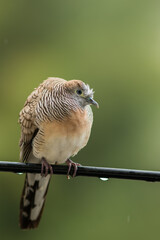 A bird on the wires.