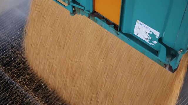 Agriculteur qui d&eacute;verse le grain qui a r&eacute;colt&eacute; pour le stocker