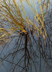 mirroring twiggy riparian scenery