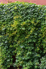 Fototapeta na wymiar ivy on wall