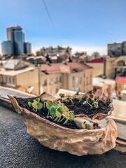 green basil in oyster. microgreen basil sprouts sprout in the oyster. germination of sprouts at home. tasty and healthy.Ocimum basilicum