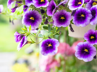 Purple Million bells, a popular outdoor container plant in hanging basket, closeup with selective focus and copy space
