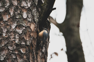 Kleiber am Baum I
