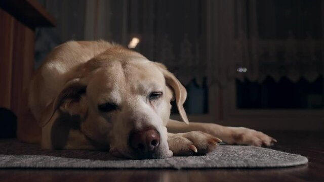 Old dog resting evening at home.Tired labrador retriever lying on the carpet while falling asleep and sleep.