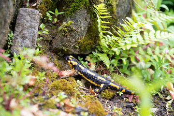 Feuersalamander I