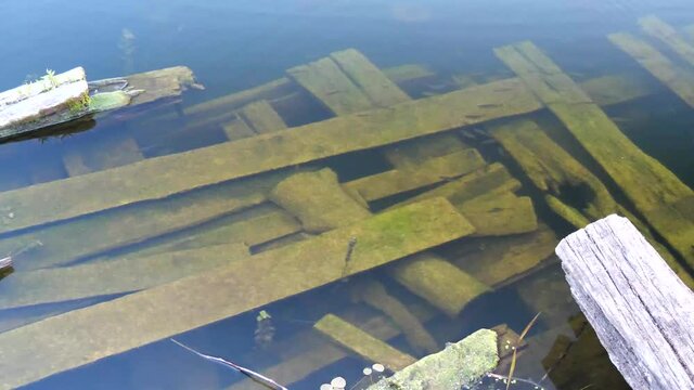 Small fish swims in the Seim river