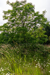 leaves in the forest