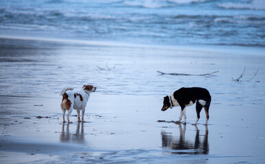 dogs enjoying on the beach shore