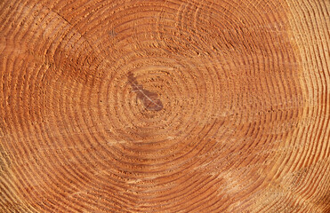 Fototapeta premium pine tree trunks textures outside