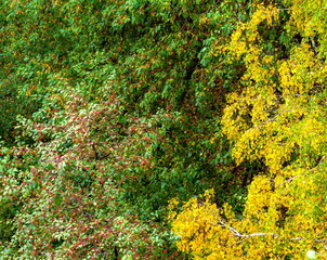 Green and yellow leaves of trees in autumn (Background, banner, Wallpaper, texture)