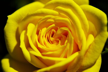 黄色いバラの花ことば