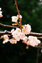 桜が咲く枝先