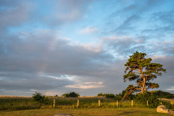 Sonnenaufgang mit Kiefer