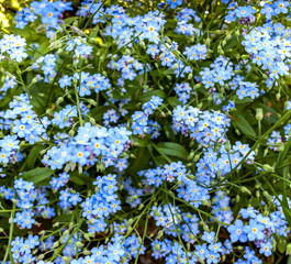 Small blue flowers on a green background (Background, banner, Wallpaper, texture)