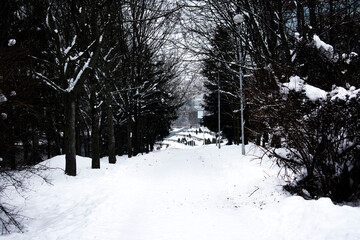 Empty benches in a snowy park in winter