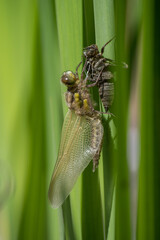 Vierfleck nach Schlupf VI