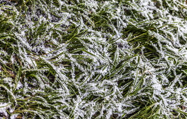 Drizzle on green grass (Background, banner, Wallpaper, texture)