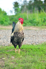 cock on summer green grass