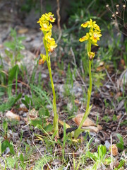 Yellow Bee-Orchid (Ophrys lutea)