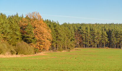 single oak at the side of coniferous forest in autumn