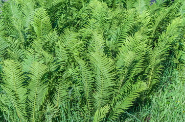 Background of fern leaves close-up, illuminated by the sun