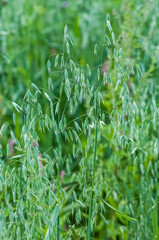 Oat shoots and unripe grains in summer on a green background