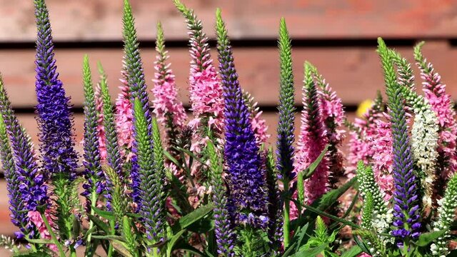veronica flower in front of a wooden wall

