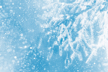  Coniferous spruce branch. Frozen winter forest with snow covered trees.