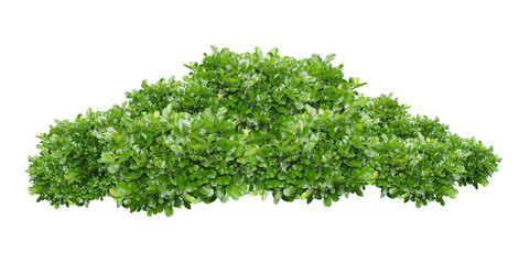Obraz premium green bush isolated on white background.