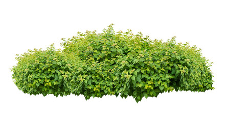 green bush isolated on white background.
