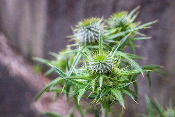 アザミのつぼみ