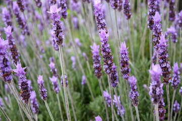 Obraz premium フレンチラベンダー