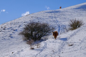 Naklejka na ściany i meble horses in the mountains in winter