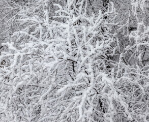 Tree branches in the snow close -up in winter. Background