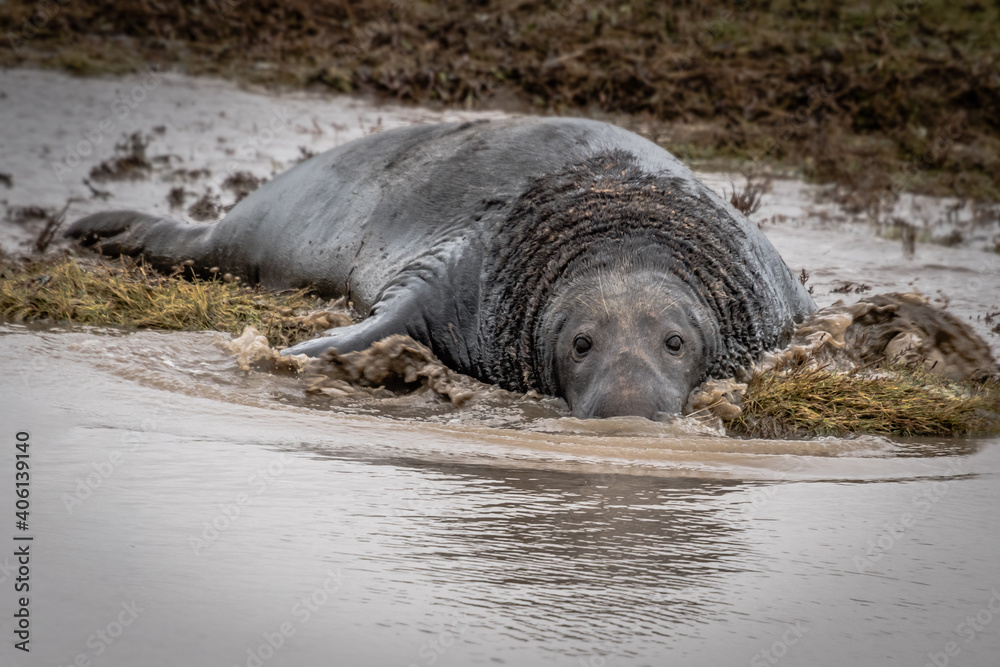 Poster a close up of a large grey gray seal bull splashing in the water. he is cautiously staring forward l