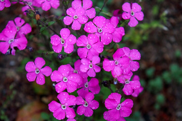 雨に濡れたピンク色の小さな花　シレネ・カロリニアナ