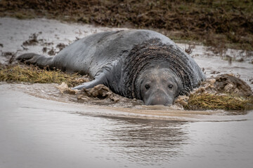 A close up of a large grey gray seal bull splashing in the water. he is cautiously staring forward looking directly at the camera