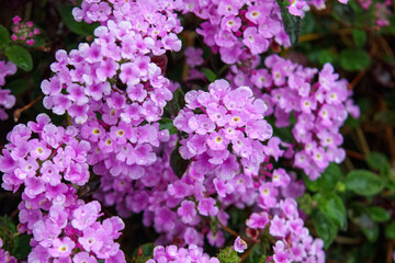 コバノランタナのピンク色の花