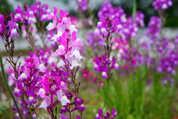 ピンク色のセージ