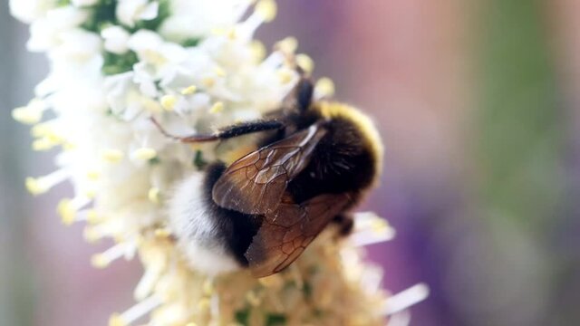 bumble bee macro on flower
