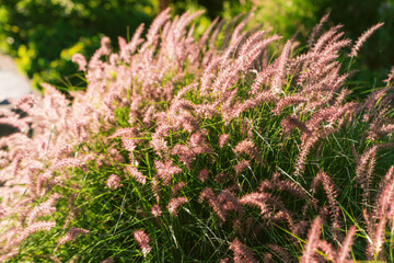 flowers in the grass