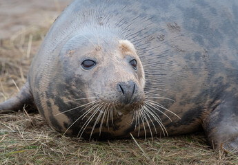 Close up of the head of a grey seal as it lies on the sand. Prominent whiskers in detail and eyes wide open