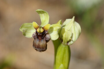 Bumble Bee Orchid (Ophrys bombyliflora)