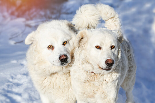 Two adult white large dogs ( Slovak cuvac ) in a snowy country. Portrait photo.