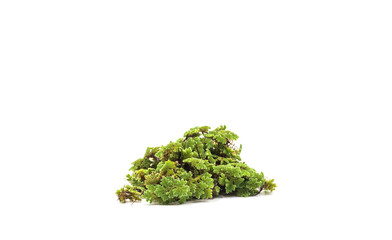 green mosquito fern ( Azolla ) texture, aquatic plant cover the water surface on white background.