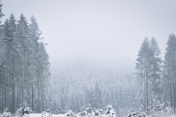 Waldlanschaft im Winter