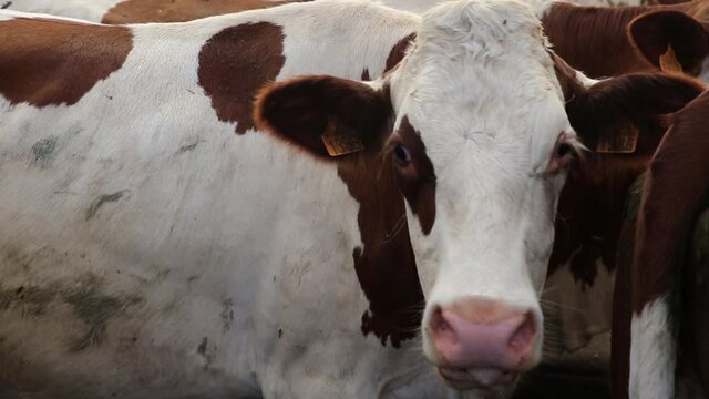 Vache qui attend pour &ecirc;tre traie dans la ferme. 
